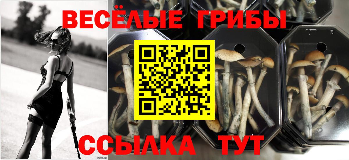 Псилоцибиновые грибы ЛСД  Вход с VPN  Псилоцибиновые грибы мицелий  Кунгур 